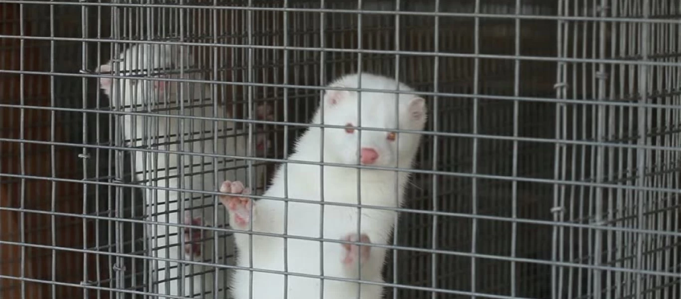 Συναγερμός στην Ολλανδία: Άνθρωποι φαίνεται πως μετέδωσαν τον κορωνοϊό σε ζώα